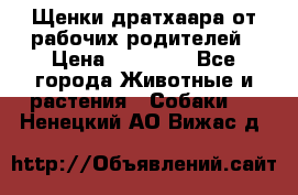 Щенки дратхаара от рабочих родителей › Цена ­ 22 000 - Все города Животные и растения » Собаки   . Ненецкий АО,Вижас д.